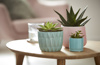 Discover the joy of plant parenting